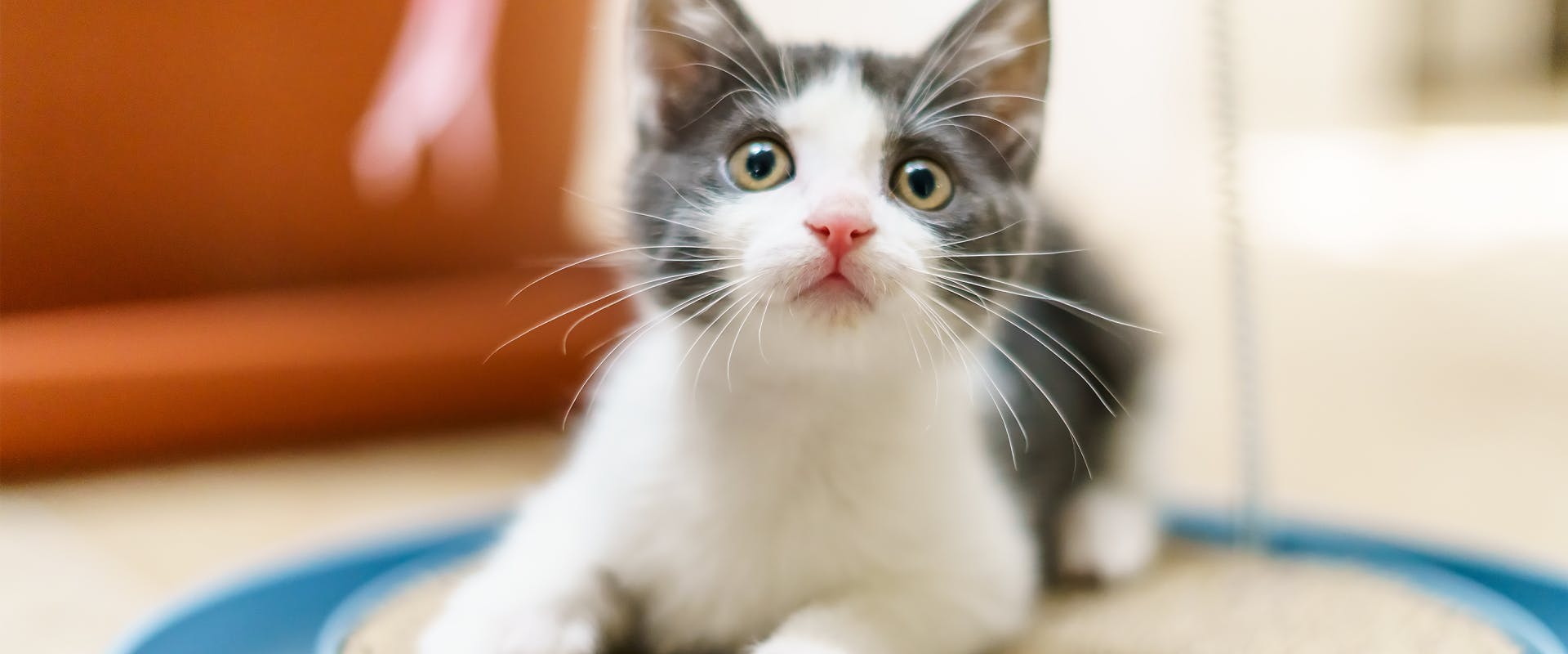 The 12 best electronic cat toys for every frisky feline